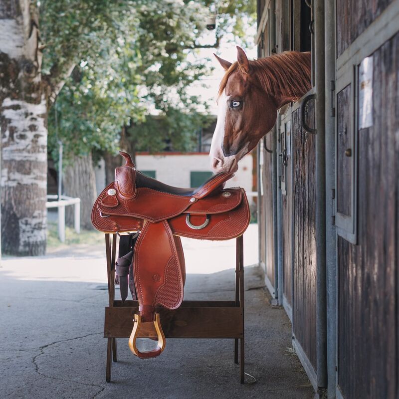 Foto dal profilo Instagram di Le Selle Italiane